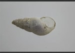 Afbeeldingsresultaten voor "odostomia Turrita". Grootte: 151 x 106. Bron: www.aphotomarine.com