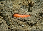Image result for "labidoplax Buskii". Size: 146 x 106. Source: www.inaturalist.org