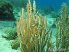 Image result for "pterogorgia Guadalupensis". Size: 141 x 106. Source: bioobs.fr