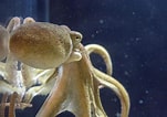 Afbeeldingsresultaten voor Mollusca pendula. Grootte: 151 x 106. Bron: www.thoughtco.com