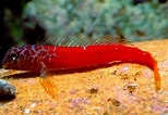 Image result for Microlipophrys nigriceps. Size: 154 x 106. Source: pecesmediterraneo.com