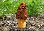 Afbeeldingsresultaten voor "codonellopsis Morchella". Grootte: 149 x 106. Bron: ultimate-mushroom.com