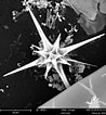 Image result for "acanthocolla Cruciata". Size: 98 x 106. Source: plankton.mio.osupytheas.fr
