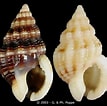 Image result for "nassarius Incrassatus". Size: 107 x 106. Source: www.gastropods.com