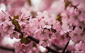 Afbeeldingsresultaten voor Cherry Blossom. Grootte: 170 x 106. Bron: jooinn.com