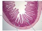 Afbeeldingsresultaten voor "grammatostomias Circularis". Grootte: 143 x 106. Bron: quizlet.com