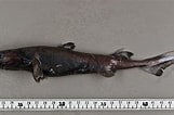 Image result for "etmopterus Princeps". Size: 161 x 106. Source: tiburonesengalicia.blogspot.com