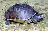 Image result for Aziatische Doornschildpad. Size: 166 x 106. Source: diertjevandedag.be