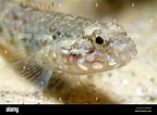 Image result for "gobius Luteus". Size: 144 x 106. Source: www.alamy.com