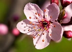 Image result for cerezos en flor Sakura. Size: 146 x 106. Source: nanda1995.blogspot.com