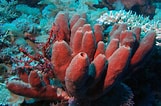 Image result for Sponges Invertebrates. Size: 161 x 106. Source: www.coolgalapagos.com