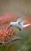 Leucistic Anna's Hummingbird ପାଇଁ ପ୍ରତିଛବି ଫଳାଫଳ. ଆକାର: 65 x 106। ଉତ୍ସ: fineartamerica.com