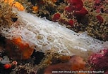 Image result for "ascandra Falcata". Size: 153 x 106. Source: european-marine-life.org