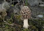 Image result for "codonellopsis Morchella". Size: 149 x 106. Source: ultimate-mushroom.com