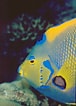 mida de Resultat d'imatges per a Aruba Tropical fish.: 76 x 106. Font: cruiseable.com