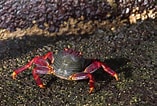 Image result for krabben soorten. Size: 157 x 106. Source: nl.dreamstime.com