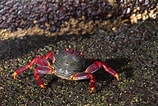 Afbeeldingsresultaten voor Krabben soorten. Grootte: 158 x 106. Bron: nl.dreamstime.com