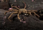 Image result for "hyas Araneus". Size: 151 x 106. Source: www.crabdatabase.info