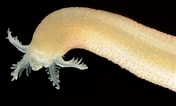 Image result for Leptosynapta verrucosa. Size: 176 x 106. Source: www.invertebase.org
