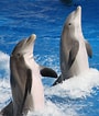 Image result for Dolphin Types. Size: 90 x 106. Source: kidspressmagazine.com