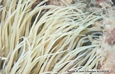 Image result for "leptomysis Mediterranea". Size: 165 x 106. Source: bioobs.fr