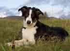 Image result for Bordercollie. Size: 145 x 106. Source: www.fanpop.com