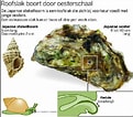 Image result for Japanse oester Bewerkingen. Size: 121 x 106. Source: wadgidsenweb.nl