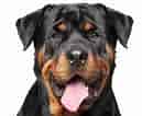 Image result for Rottweiler. Size: 129 x 106. Source: thewildanddomestic.com
