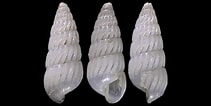 Pyramidellidae માટે ઇમેજ પરિણામ. માપ: 211 x 106. સ્ત્રોત: www.idscaro.net