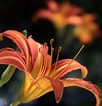 甘草の花 に対する画像結果.サイズ: 102 x 106。ソース: okubo3.com