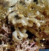 Image result for Synapta maculata Stam. Size: 102 x 106. Source: www.poppe-images.com