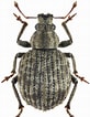 Image result for "atylus Falcatus". Size: 82 x 106. Source: www.zin.ru