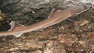 Image result for "gollum Attenuatus". Size: 187 x 106. Source: fishesofaustralia.net.au