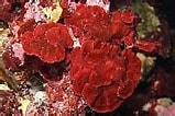 Image result for "peyssonnelia Rubra". Size: 159 x 106. Source: dalibor-andres.from.hr