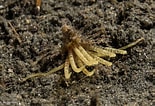 Image result for "pherusa Plumosa". Size: 155 x 106. Source: micksmarinebiology.blogspot.com