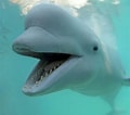 Image result for Whale animal. Size: 120 x 106. Source: www.wwf.ca