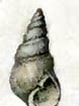 Afbeeldingsresultaten voor "odostomia Turrita". Grootte: 78 x 106. Bron: commons.wikimedia.org