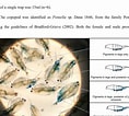 Image result for "pontella Spinipes". Size: 118 x 106. Source: www.researchgate.net