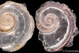 Image result for "atlanta Peroni". Size: 157 x 106. Source: www.gastropods.com