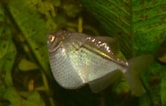 Image result for Silver Hatchetfish. Size: 166 x 106. Source: badmanstropicalfish.com