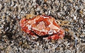 Image result for "lissocarcinus Laevis". Size: 169 x 106. Source: www.oceanwideimages.com