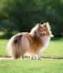 Image result for Shetland Sheepdog. Size: 92 x 106. Source: thedogman.net