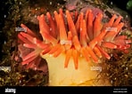 Image result for Urticina anemone. Size: 148 x 106. Source: www.alamy.com