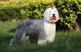 Image result for Old English Sheepdog. Size: 164 x 106. Source: petsnurturing.com