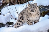 Image result for Snow Leopards. Size: 164 x 106. Source: www.dailysabah.com