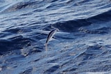 Image result for "cheilopogon Pinnatibarbatus". Size: 160 x 106. Source: fishesofaustralia.net.au