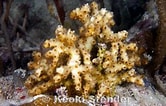 Image result for Oculinidae. Size: 166 x 106. Source: www.marinelifephotography.com