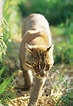 Résultat d’image pour Asian golden cat. Taille: 73 x 106. Source: www.britannica.com