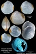 Image result for "thyasira Gouldi". Size: 72 x 106. Source: naturalhistory.museumwales.ac.uk