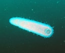 Image result for "pyrosoma Ovatum". Size: 129 x 106. Source: jellywatch.org